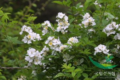 찔레꽃(Rosa multiflora Thunb.)