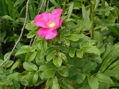 해당화(Rosa rugosa Thunb.)