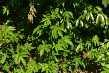 Plant Illustration Details