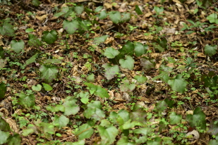 겨울딸기(Rubus buergeri Miq.)