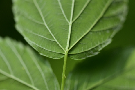 복분자딸기(Rubus coreanus Miq.)