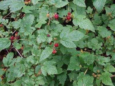 산딸기(Rubus crataegifolius Bunge)