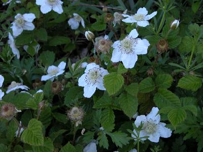 장딸기(Rubus hirsutus Thunb.)