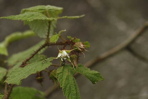 멍덕딸기(Rubus idaeus L. subsp. melanolasius Focke)