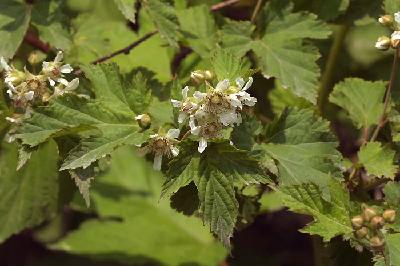 나무딸기(Rubus idaeus L. subsp. melanolasius Focke f. concolor (Kom.) Ohwi)