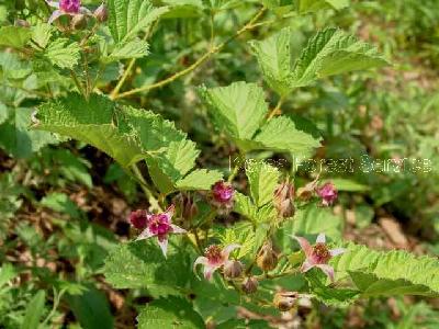 멍석딸기(Rubus parvifolius L.)