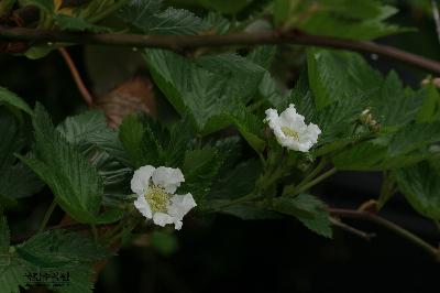 거문딸기(Rubus trifidus Thunb.)