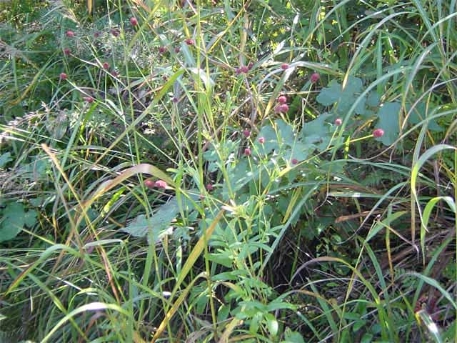 오이풀(Sanguisorba officinalis L.)