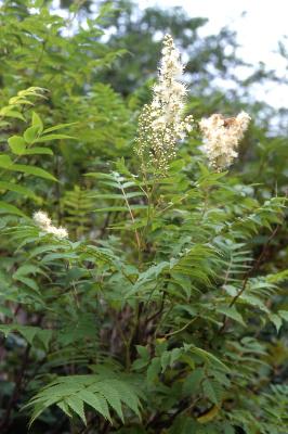 Sorbaria sorbifolia (L.) A.Braun var. stellipila Maxim.