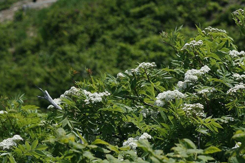 Plant Illustration Details