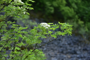 마가목(Sorbus commixta Hedl.)