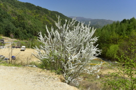 조팝나무(Spiraea prunifolia Siebold & Zucc. f. simpliciflora Nakai)