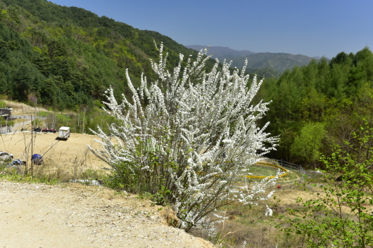 Spiraea prunifolia Siebold & Zucc. f. simpliciflora Nakai