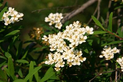 가는잎조팝나무(Spiraea thunbergii Siebold ex Blume)