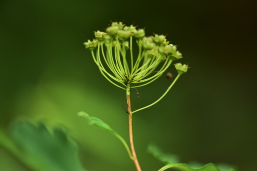 Plant Illustration Details