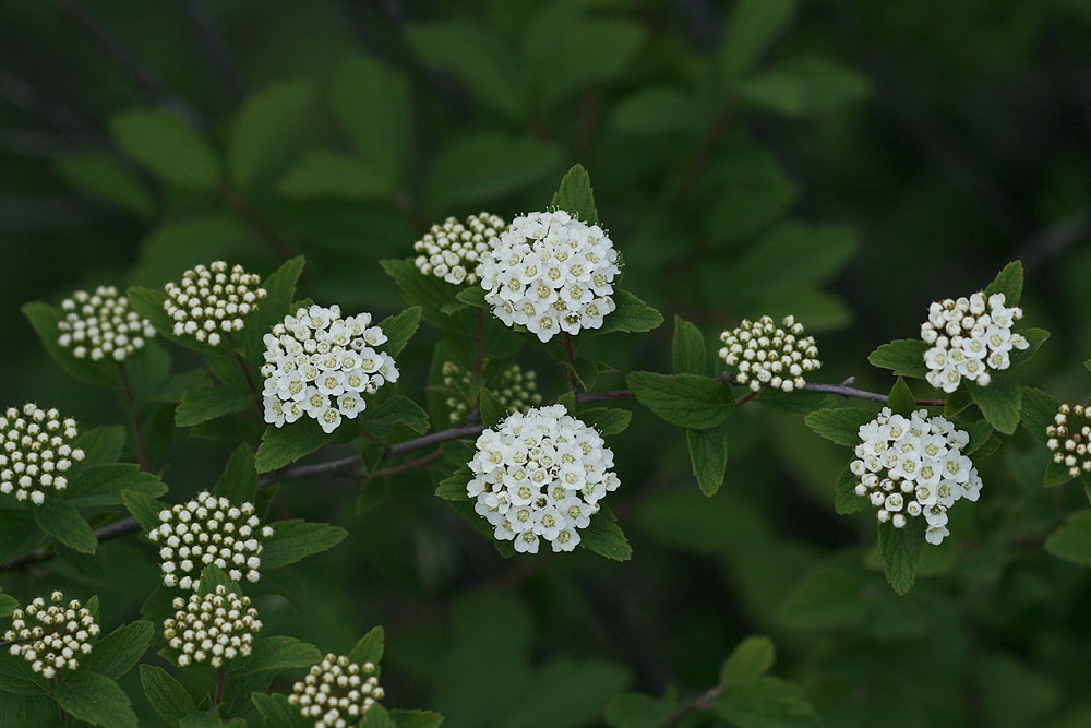 Plant Illustration Details