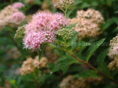 꼬리조팝나무(Spiraea salicifolia L.)