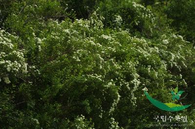 갈기조팝나무(Spiraea trichocarpa Nakai)