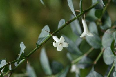 Plant Illustration Details