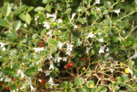 호자나무(Damnacanthus indicus C.F.Gaertn.)