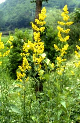 솔나물(Galium verum L. subsp. asiaticum (Nakai) T.Yamaz.)