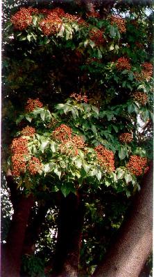 쉬나무(Tetradium daniellii (Benn.) T.G.Hartley)