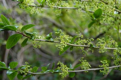 상산(Orixa japonica Thunb.)