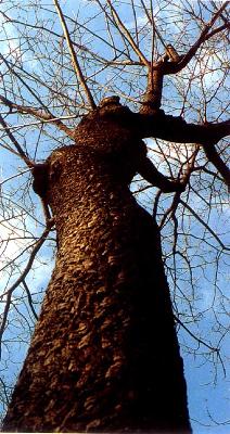 Phellodendron amurense Rupr.