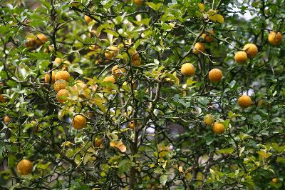 탱자나무(Poncirus trifoliata (L.) Raf.)