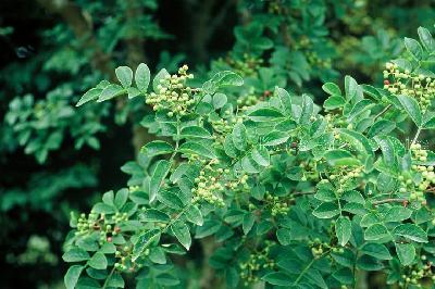 Plant Illustration Details