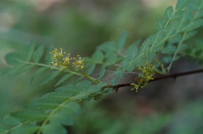 초피나무(Zanthoxylum piperitum (L.) DC.)