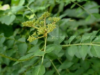 산초나무(Zanthoxylum schinifolium Siebold & Zucc.)