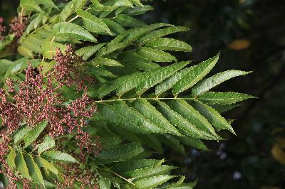 Plant Illustration Details