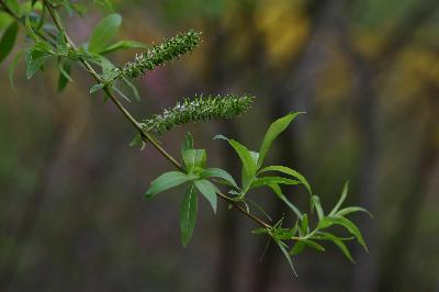 Plant Illustration Details