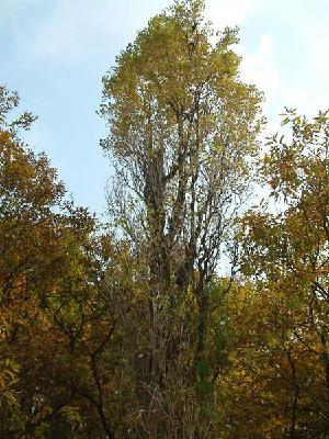 미루나무(Populus deltoides Marsh.)