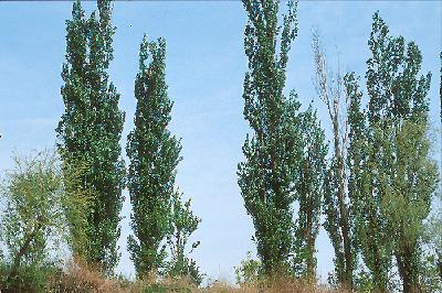 양버들(Populus nigra L.)