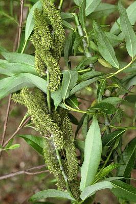 Plant Illustration Details