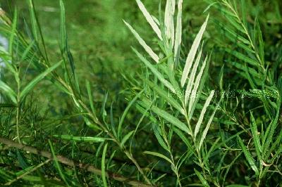 Plant Illustration Details