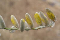 Plant Illustration Details