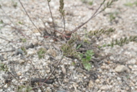 Plant Illustration Details