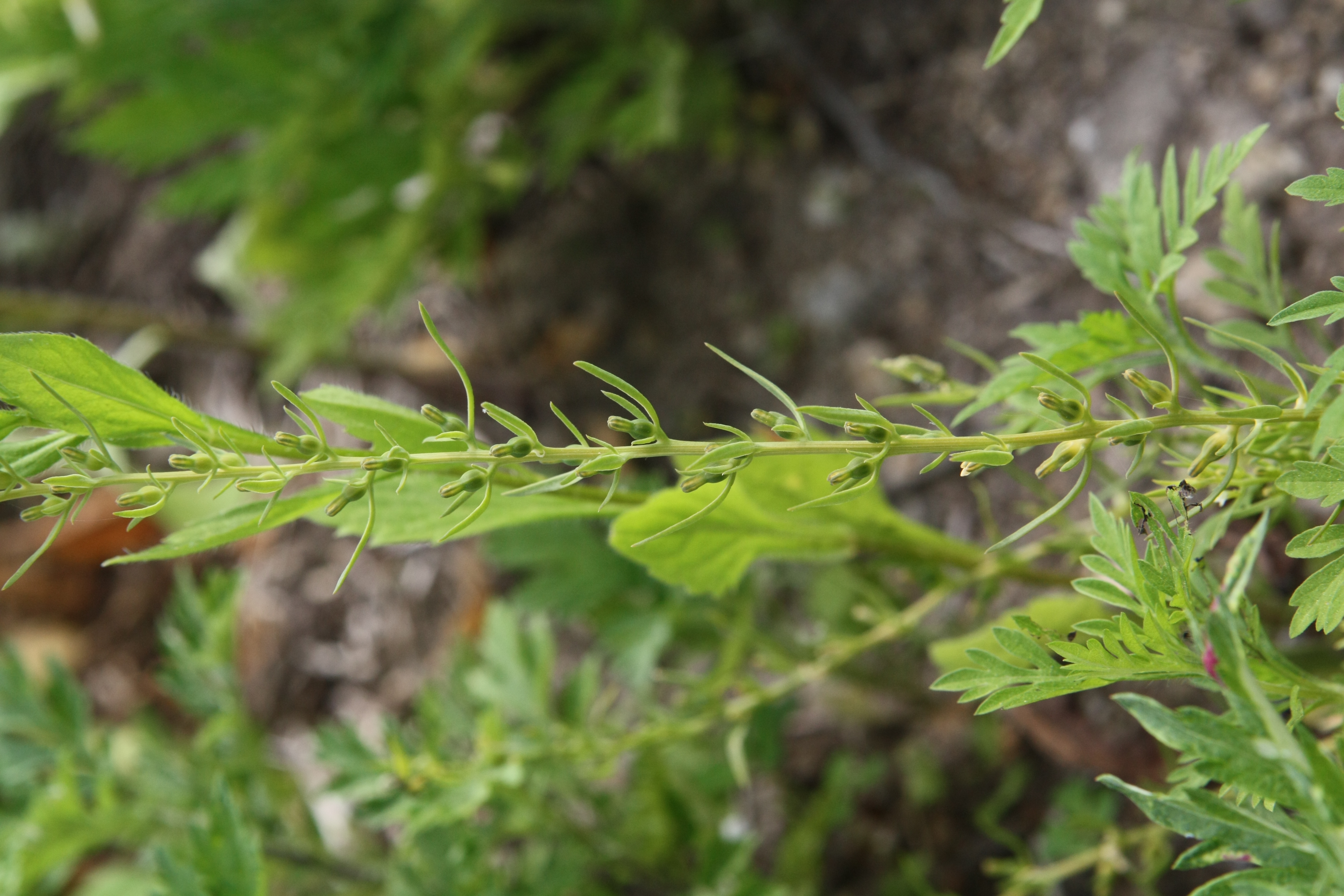 Plant Illustration Details