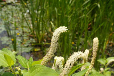 Saururus chinensis (Lour.) Baill.