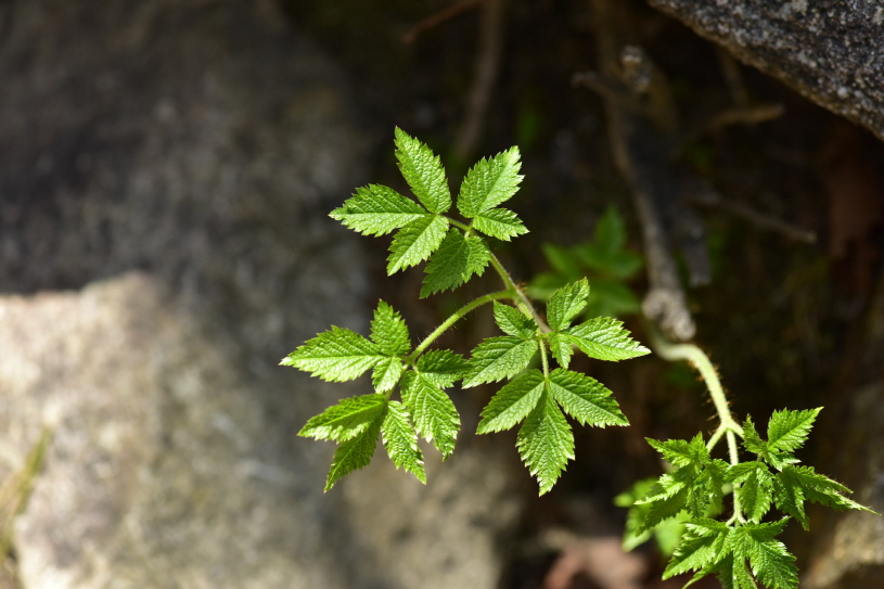 Astilbe chinensis (Maxim.) Franch. & Sav.