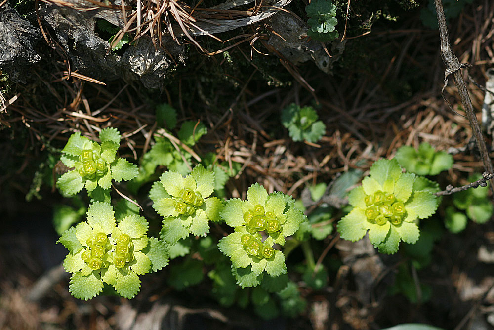 Plant Illustration Details