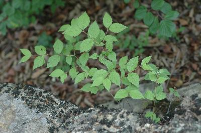 Plant Illustration Details