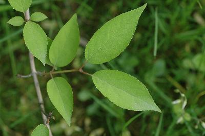 Plant Illustration Details