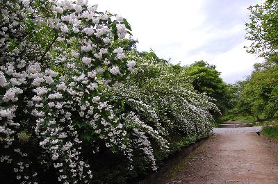 만첩빈도리(Deutzia crenata f. plena Schneid)