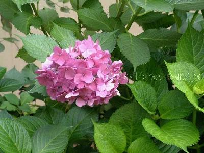 수국(Hydrangea macrophylla (Thunb.) Ser.)