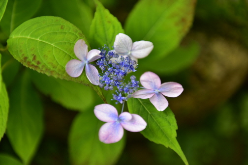 산수국(Hydrangea serrata (Thunb.) Ser.)