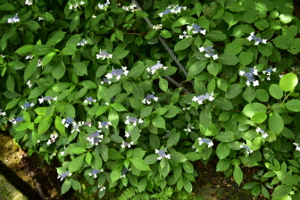 2번째 산수국